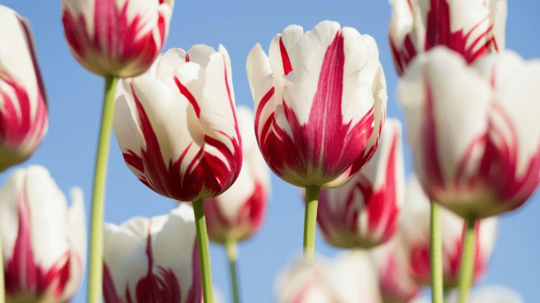 “A Cure” by A.A.